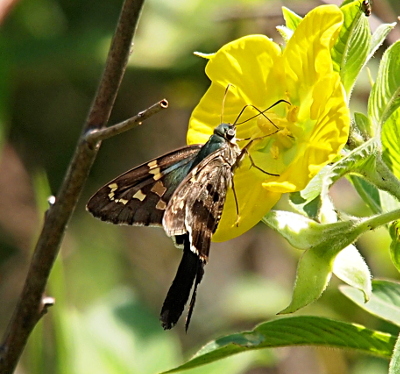 [The butterfly is perched on the petals of a bright yellow flower and has its tongue extended into the center of the flower. This is a side view of the butterfly, but the inner part of the far wing is visible. The body appears to have a blue tinge. The upper wings are dark brown with small tan-colored patches. This tail is less than a quarter of the width of a wing, but is approximately the same length so it doubles the total length of the butterfly.]
